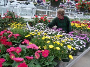 photo by Dennis Dalman After a long, cold winter, it’s time to plant. JoAnn Fleischhacker, an Albany resident, tends to a small field of daisies at Thomsens Greenhouse and Garden Center near St. Joseph. 