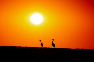 photo by Kelly Brown When the sun sets on the Lake Wobegon Trail you never know what you will capture. I was lucky enough to spot this pair of sandhill cranes recently as they finished their evening feeding. If you stop, look and listen nature always has a way of rewarding you.