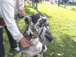 photo by Dennis Dalman If there had been a contest for “biggest dog” at Woofstock, Oliver the Great Dane would have taken the prize. He is owned by Connie Schultz of Avon.  