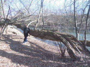 photo by Dennis Dalman Kris Bahl, a member of the Unity Spiritual Center, leans against a fallen tree to take in a view of the Sauk River during a tour of Sauk River Regional Park Nov. 2.