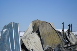 photo by Logan Gruber The smell of smoke still filled the air as a lone bird sat on the remains of Rothfork's turkey barn.