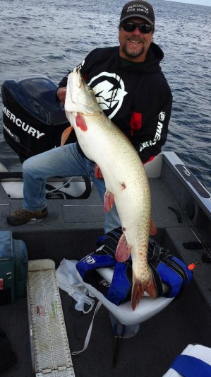 contributed photo Expert angler and fishing guide Stephan Stepaniak holds a 54-inch muskie he caught last October on Lake Mille Lacs. He nabbed it during a full-moon phase while using a Salmo crank-bait lure just 200 feet from Hwy. 169.