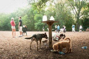 contributed photo Dogs enjoy drinks of water at one of the many dog parks in Minneapolis. 