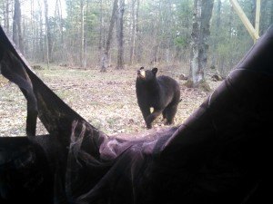 photo by Tara Wiese This bear came to visit while Newsleader employee Tara Wiese and her dad were turkey hunting on the evening of May 3. He stayed briefly and trotted back into the woods. For more information, see related opinion column on page 6. 