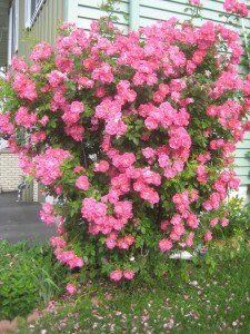 photo by John Kalla Garden's are growing in central Minnesota, and John Kalla's rose bush on East Able Street is certainly loving the attention it gets from him. The bush is eight feet high and six feet wide, and is seven- or eight-years-old. Kalla trims it every fall and spring.
