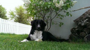 contributed photo Paulie's owner, Mary Munden, is trying to gather names, addresses and telephone numbers of anyone who would be interested in helping support her cause to create a dog park in St. Joseph.