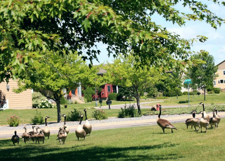 Flock on a walk
