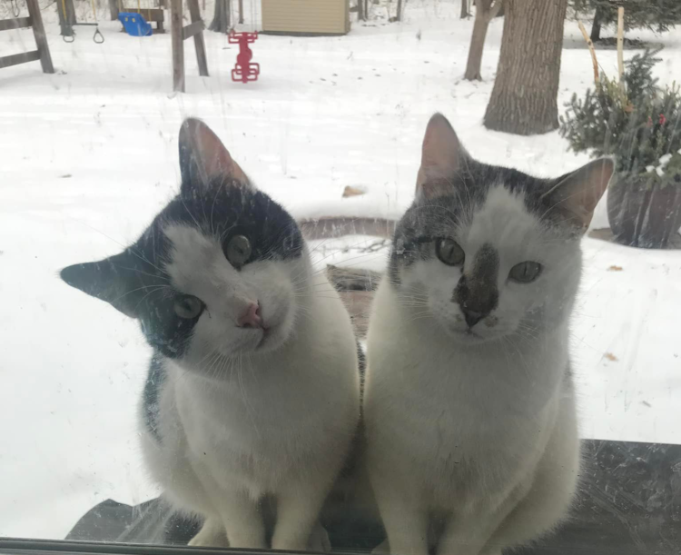 A cat, a community and a Christmas miracle