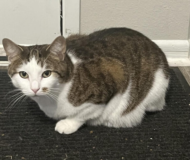 Missing cat