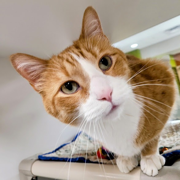 ‘Woofstock Companion Walk’ set for Sept. 13